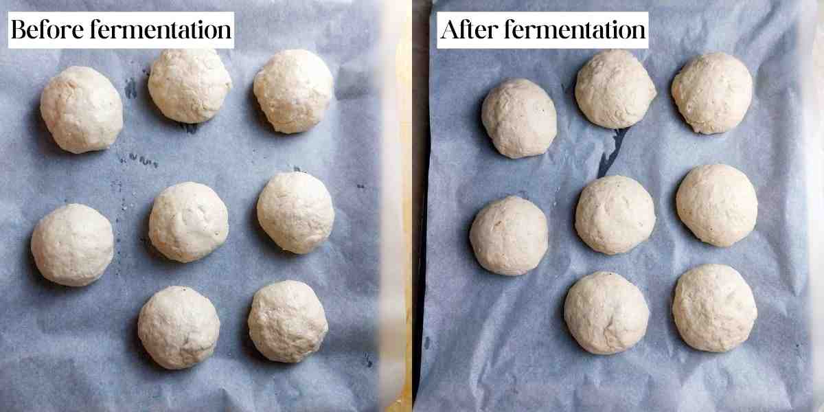 Buns on a sheet pan before and after fermentation.