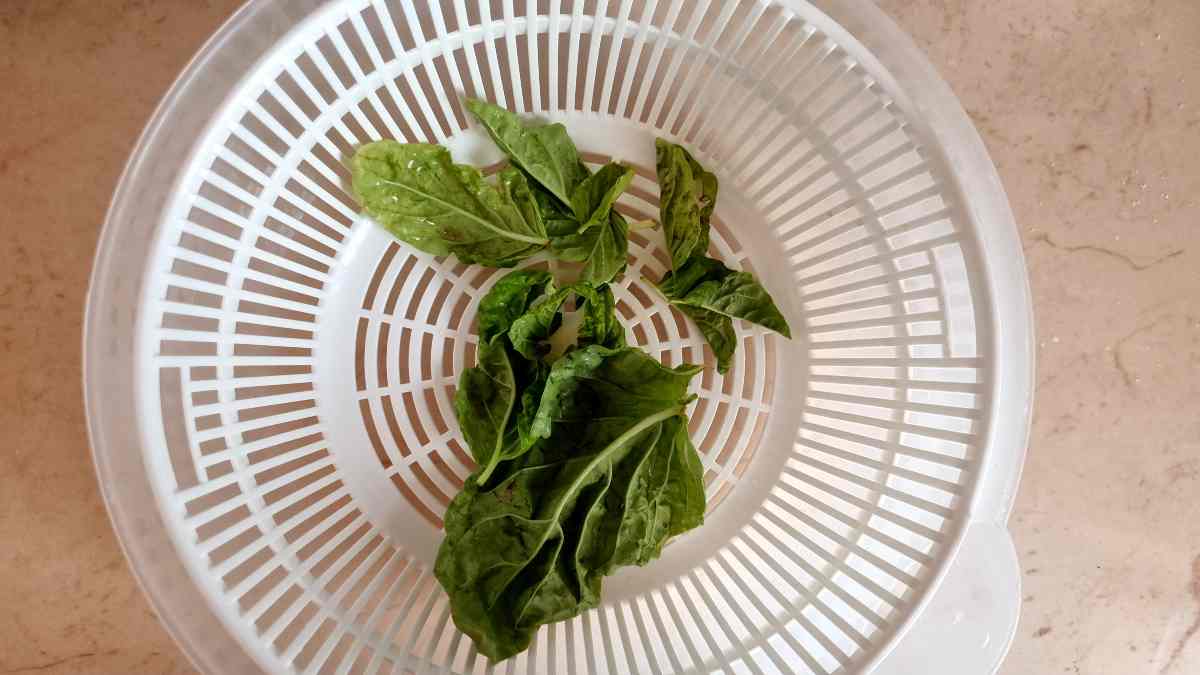 Basil Leaves inside a Salad Spinner