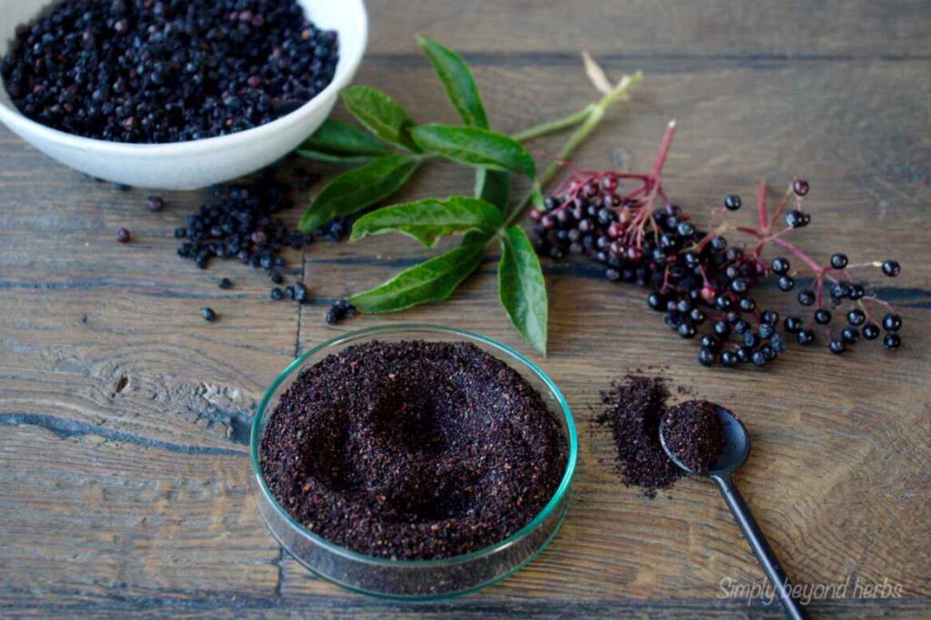 Elderberry Powder in a small bowl