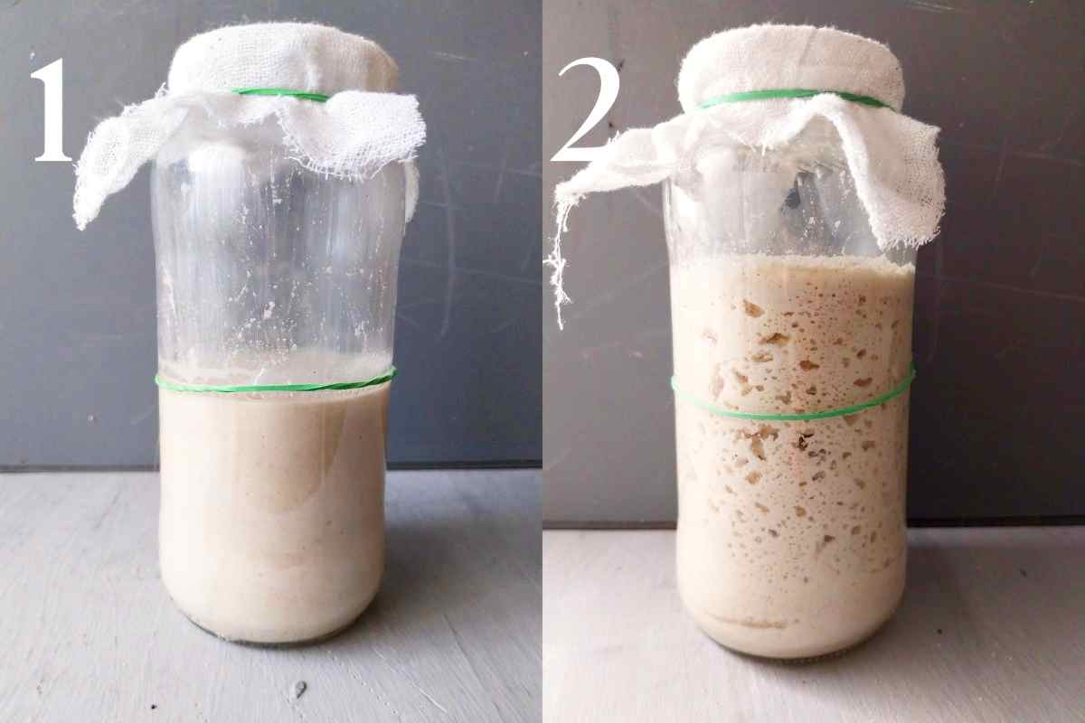 Gluten-free sourdough starters next to each other with a time lapse.